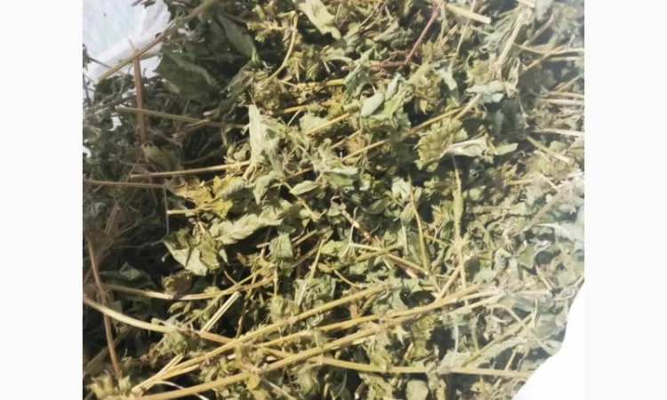 Продам суху мелісу лимонну - фото № 1