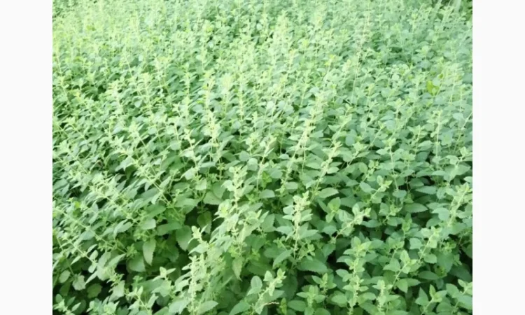 Продам суху мелісу лимонну - фото № 2