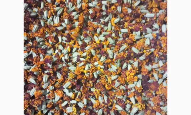 Продам сухі квіти чорнобривців (переважно темного кольору) - фото № 1