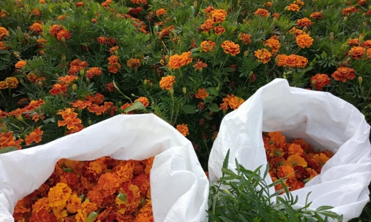 Продам сухі квіти чорнобривців (переважно темного кольору) - фото № 2