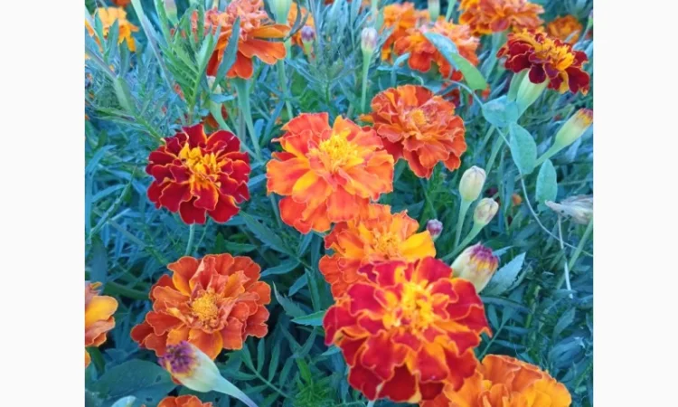 Продам сухі квіти чорнобривців (переважно темного кольору) - фото № 3