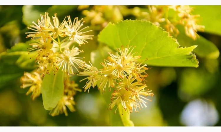 Липа цвет - фото № 1