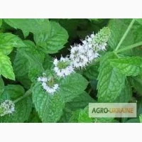 Мелісса для здоров'я та добробуту - фото № 1