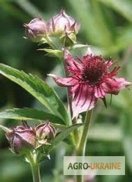 Сабельник, корень - фото № 1