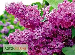 Продажа цветка сирени со склада в Запорожье - фото № 1