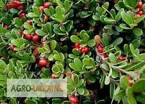 Продажа листьев толокнянки со склада в Запорожье - фото № 1