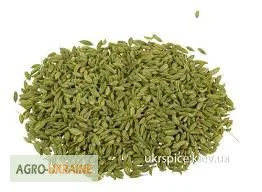 Фенхель - фото № 1