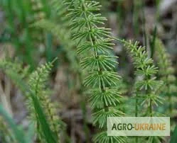 Хвощ - фото № 1