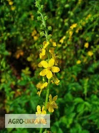 Репяшок, трава - фото № 1