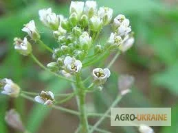 Пастушья сумка - фото № 1