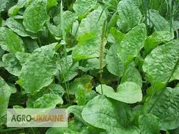 Подорожник - фото № 1