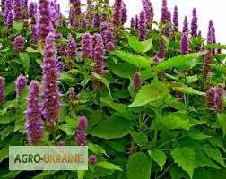 Лофант анисовый - фото № 1