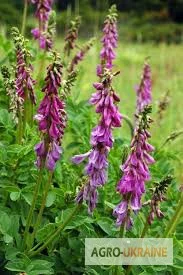 Красный корень - фото № 1