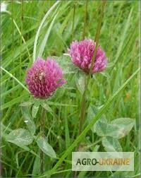 Клевер красный, трава - фото № 1