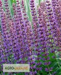 Иссоп, трава - фото № 1