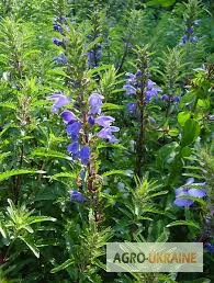 Змееголовник молдавский, трава - фото № 1