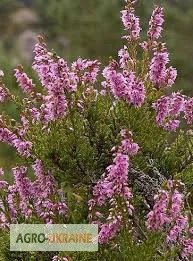 Верес, трава - фото № 1