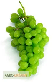 Виноград, лист - фото № 1