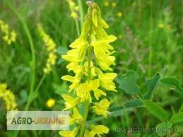 Продажа травы донника со склада в Запорожье - фото № 1