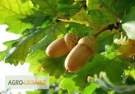 Лист дуба со склада в Запорожье - фото № 1