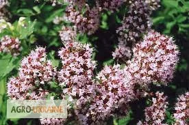 Продажа душицы со склада в Запорожье - фото № 1