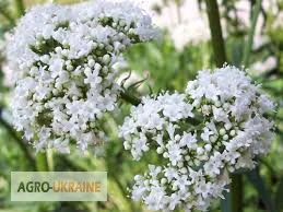 Продажа корня валерианы со склада в Запорожье - фото № 1