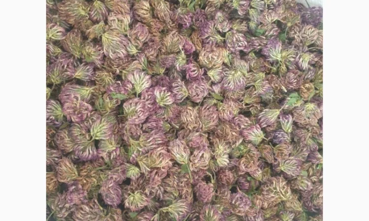 Куплю цвіт конюшини червоної - фото № 1