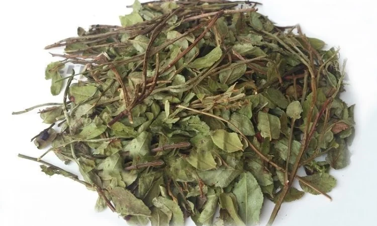 Черника (побеги) 1 кг - фото № 1