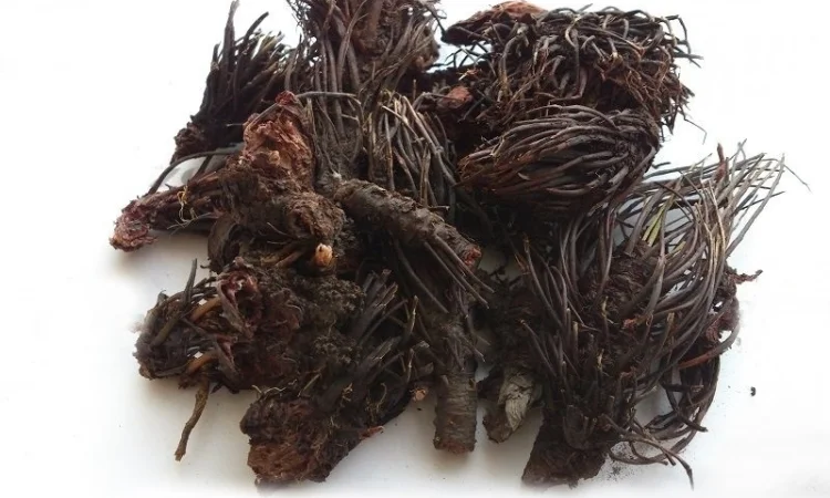 Красная щетка (корень) 1кг - фото № 1