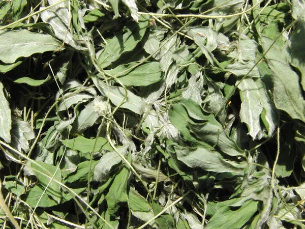 Лапчатка белая (трава) 1кг - фото № 1