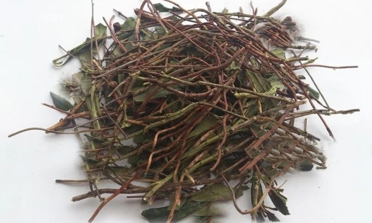 Зимолюбка (трава) 1 кг - фото № 1