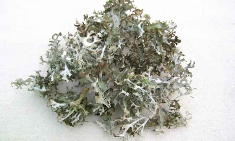 Цетрария исландская ( Исландский мох) 1кг - фото № 1