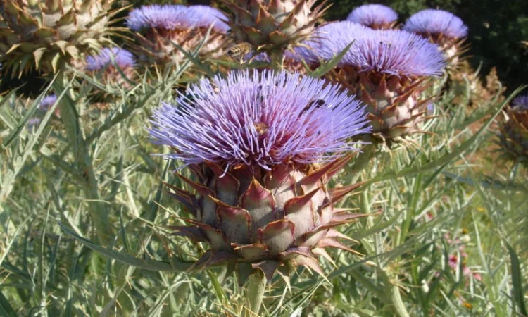 Артишок настоящий (трава) 1 кг - фото № 1