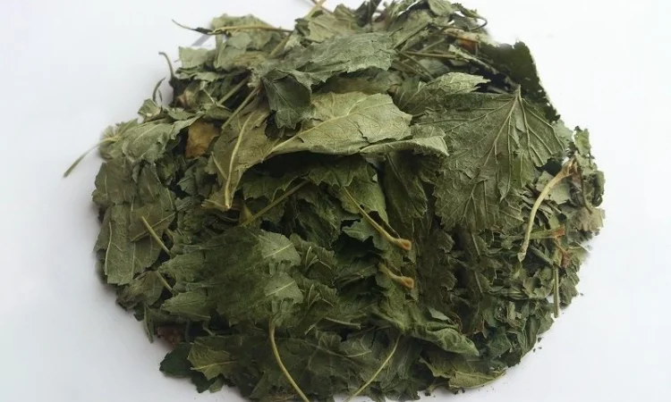 Смородина черная (лист) 1кг - фото № 1