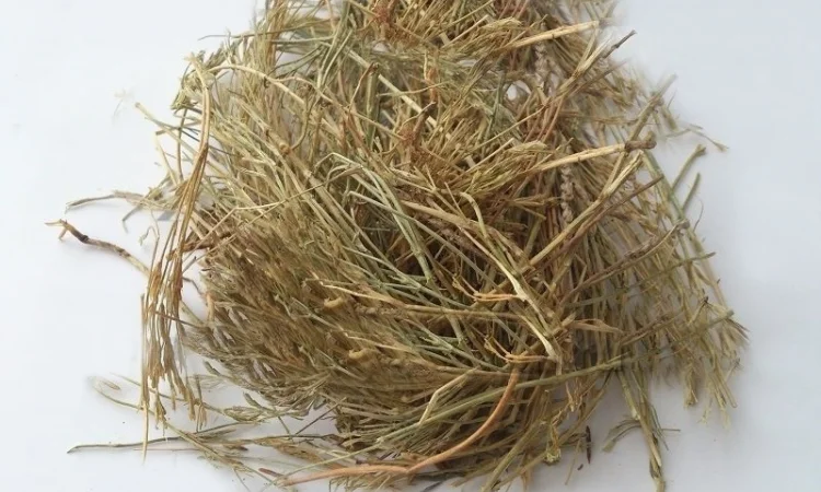 Золототысячник (трава) 1кг - фото № 1