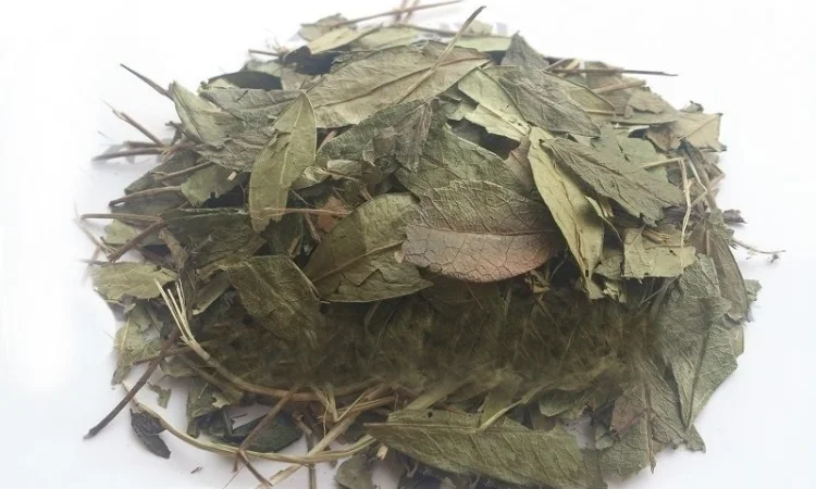 Барвинок (трава) 1 кг - фото № 1