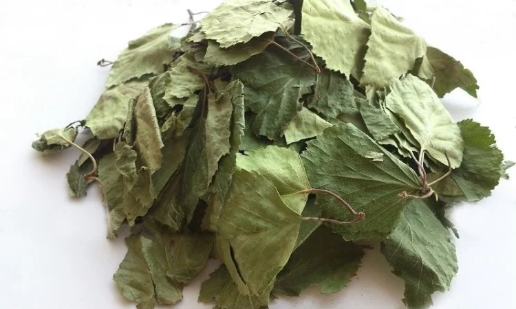 Береза (лист) 1кг - фото № 1