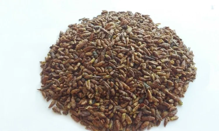 Береза (почки) 1 кг - фото № 1