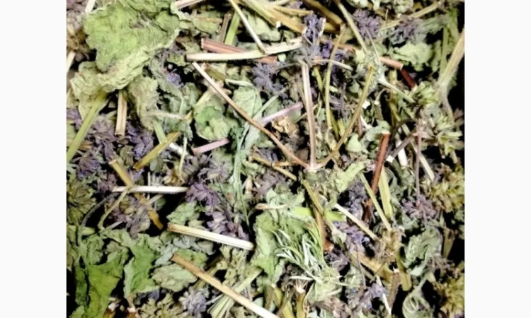 Чистец (трава) 1 кг - фото № 1