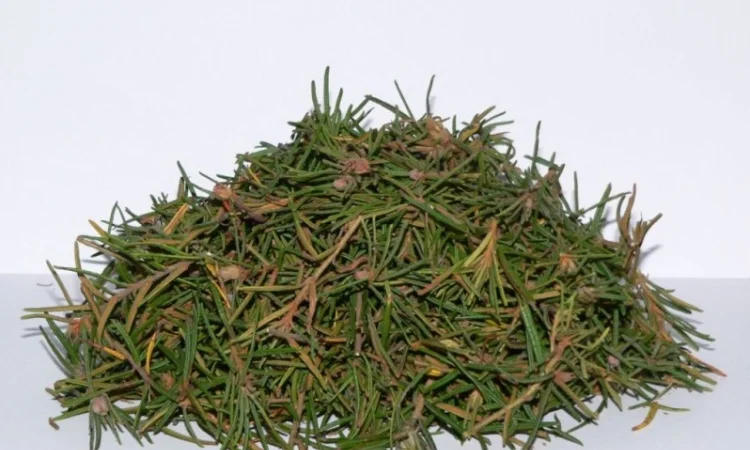 Багульника (побеги) 1кг - фото № 1