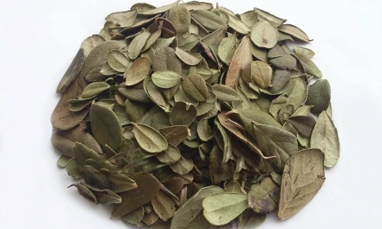 Брусника (лист) 1кг - фото № 1