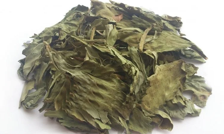 Вахта трехлистная (листья) 1 кг - фото № 1