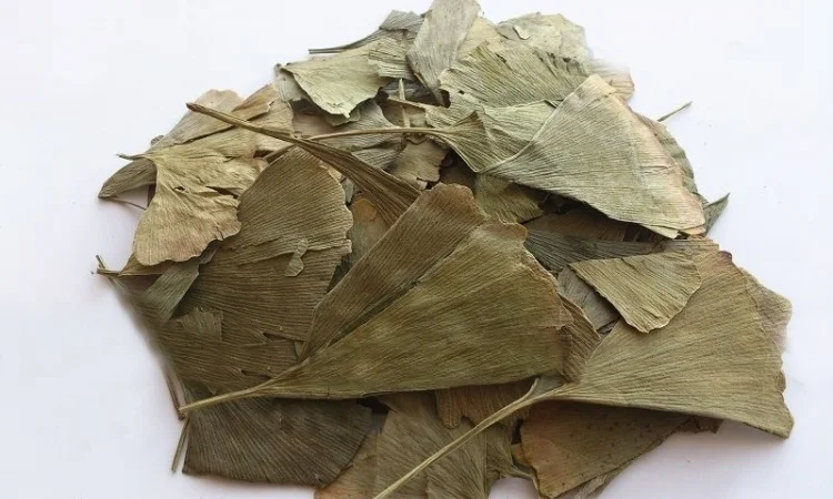 Гинкго билоба (листья) 1 кг - фото № 1