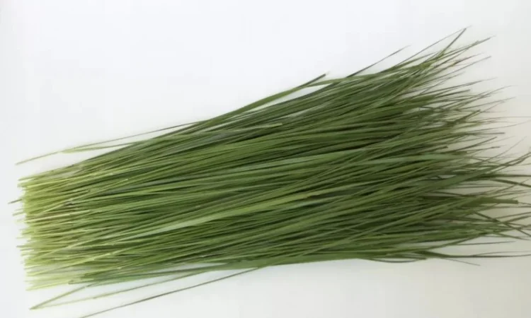 Зубровка (трава) 1 кг - фото № 1