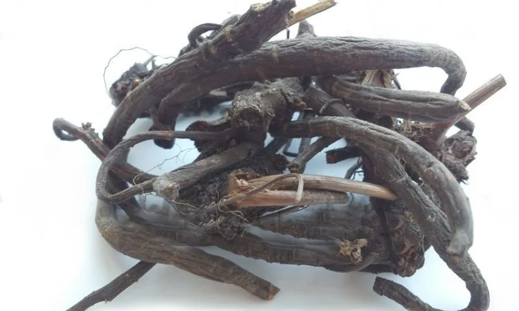 Кровохлебка (корневище) 1 кг - фото № 1