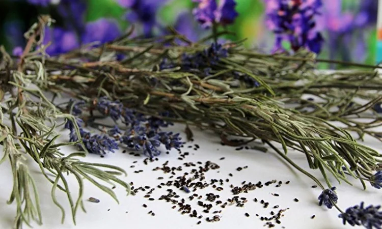 Лаванда (трава) 1 кг - фото № 1