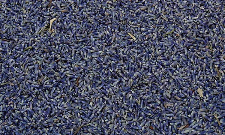 Лаванда (цветы) 1кг - фото № 1