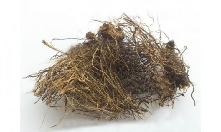 Левзея софлоровидная (корневище) 1кг - фото № 1