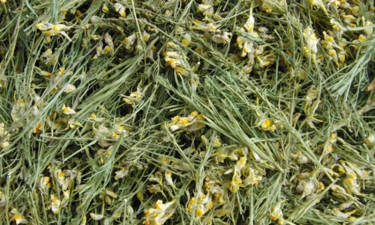 Льнянка обыкновенная (трава) 1 кг - фото № 1