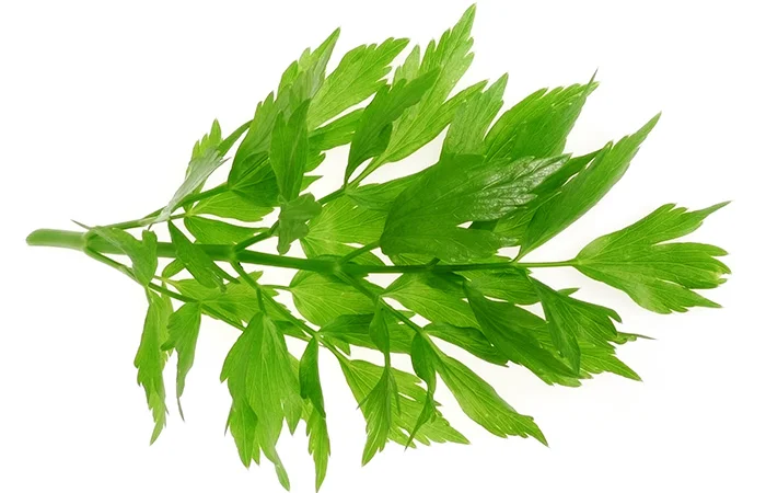 Любисток (трава) 1кг - фото № 1